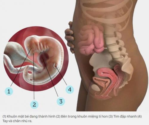 Siêu âm thai 6 tuần: Con bạn đang thay đổi những gì?