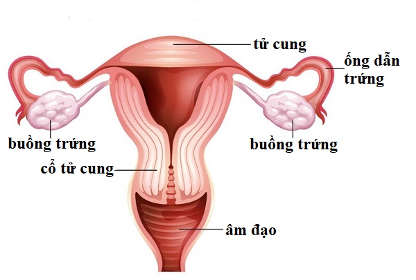 U xơ tử cung gây hiếm muộn ở phụ nữ